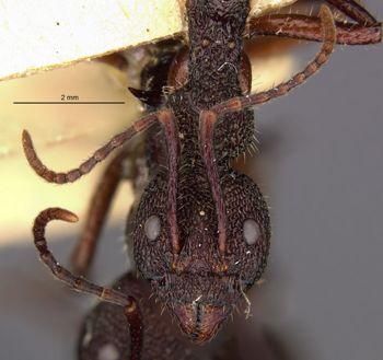 Media type: image;   Entomology 21168 Aspect: head frontal view